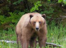 On kayaks, we got within 75 feet of this (perhaps) 3-year-old grizzly, who seemed completely at peace with us. Photo by Steven Sugar